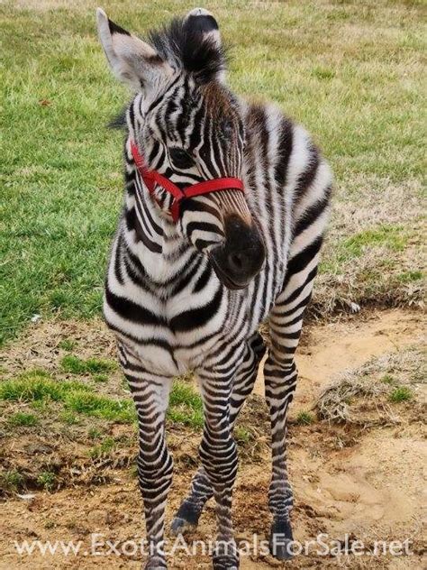 Grants Zebra Filly For Sale