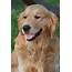 The Golden Retriever A Guide For Owners  PetHelpful