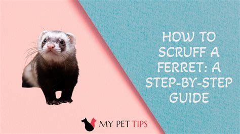 How To Scruff A Ferret A Step By Step Guide