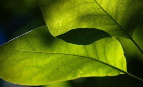 Photography Leaves Macro Plants Nature Green Wallpapers Hd