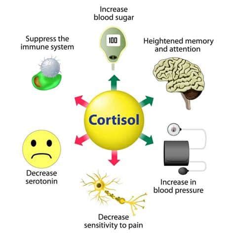 Cortisol The Stress Hormone Step By Step Recovery