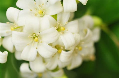 Create your own little heaven growing aromatic jasmine flowers - The ...