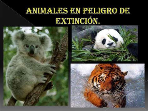 Muchas especies animales están en peligro de extinción, pero las hay que corren más riesgo. Animales en peligro de extinción completo