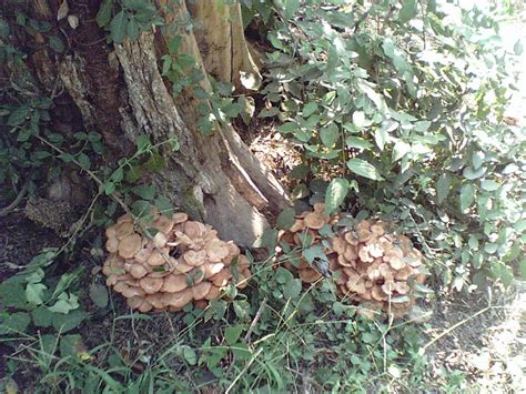 Cluster Of Mushrooms Growing At Base Of Dead Oak Edible Armillaria