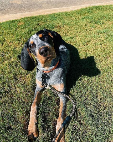 15 Reasons Why Coonhounds Are The Best Dogs Ever Pettime