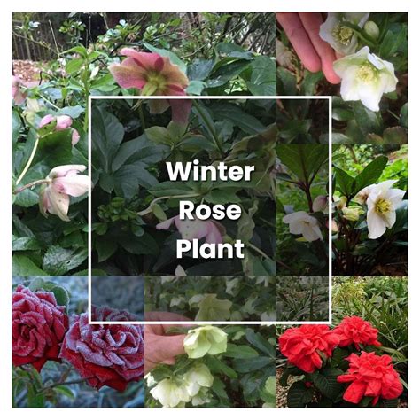 How To Grow Winter Rose Plant Plant Care And Tips Norwichgardener