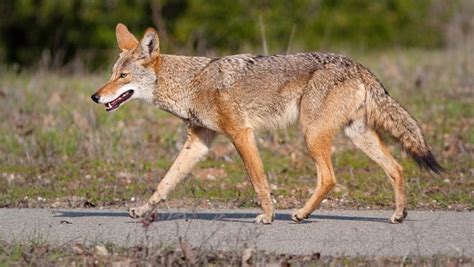 Atlantic Beach Dealing With Increased Coyote Reports