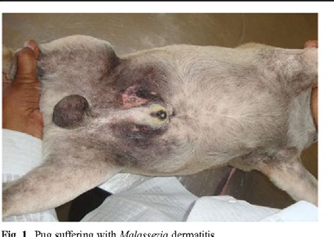 Recurrent Malassezia Dermatitis Due To Hypothyroidism In A Dog And Its