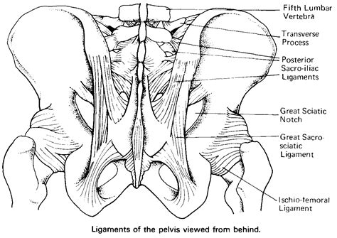 The female pelvis is slightly different from the male pelvis. Faith Raspberry: skeleton