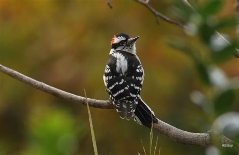 Downy Woodpecker The Black And White Spots