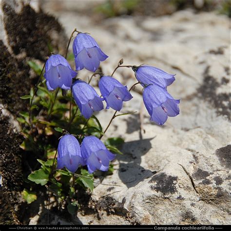 Campanule à Feuille De Cranson Campanula Cochleariifolia