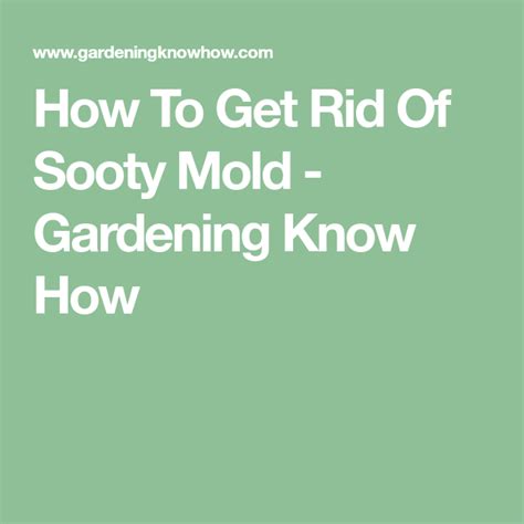 Avoid the stress of doing it yourself. How To Get Rid Of Sooty Mold | How to get rid, How to get ...