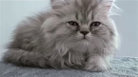 Funny And Cute Persian Cat Youtube