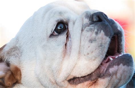 Why Do English Bulldogs Have Tear Stains