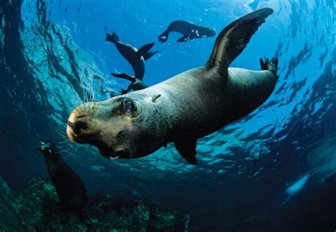 Mammals Of The Deep Oceans