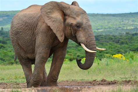 Evolution In Action Because Of Poachers African Elephants Are
