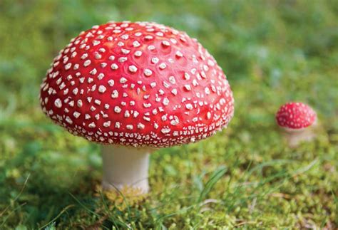 An Essential Skill: Wild Mushroom Identification - Grit | Rural ...