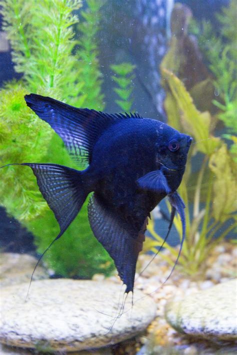 Black Standard Angelfish Photography By Darrell Gulin Aquarium Fish