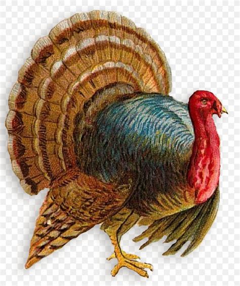 Turkey Clip Art Png 1193x1422px Broad Breasted White Turkey Beak Bird Blog Cartoon
