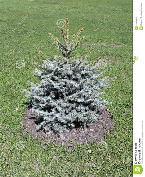 Young Planted Seedling Blue Spruce Stock Image Image Of Seedlings