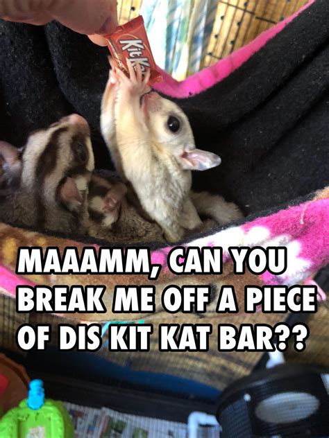 30 Funny Animal Captioned Pictures Fit For Friends To Share With