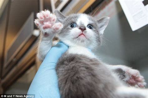 Kittens Born With 26 Toes Each Two More Than Usual On