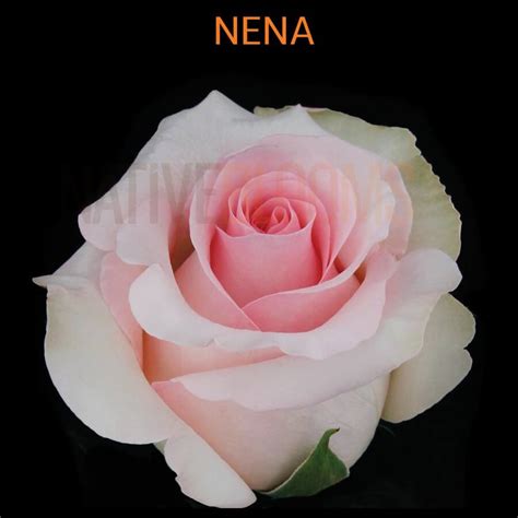 Nena Roses Wholesale Ecuadorian Roses Native Blooms Wholesale
