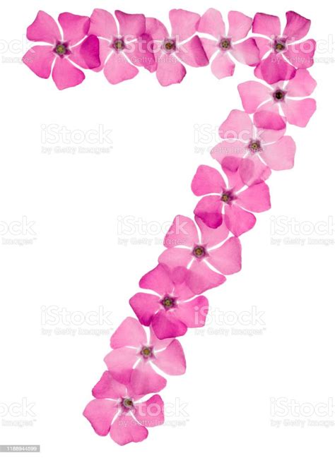 Numeral 7 Seven From Natural Pink Flowers Of Periwinkle Isolated On