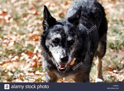 Australian Shepherd Blue Heeler Dog Stock Photo