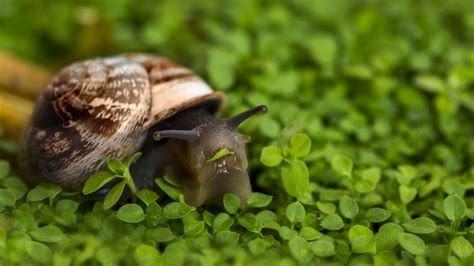 Terrifying Fact Snails Have Thousands Of Teeth Mental Floss