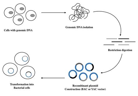 Genomic Dna Library Preparation And Applications Genetic Education