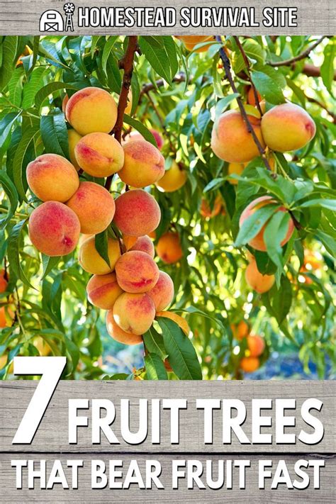 7 Fast Bearing Fruit Trees Homestead Survival Site In 2020 Fruit