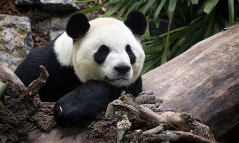 Are Giant Pandas Still Endangered In 2020 Nya Sustainability