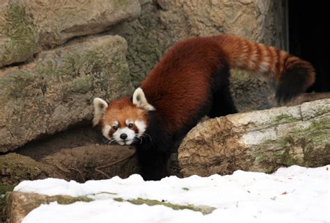 Cincinnati Zoo Red Panda In The Snow © All Rights