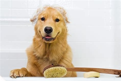 How Your Dog Loves To Take Bath 40 Adorable Pictures
