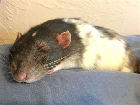 See more ideas about dumbo rat, cute rats, pet rats. Pin by Junko Enoshima on Mouse/Rat/Weasel | Cute rats ...