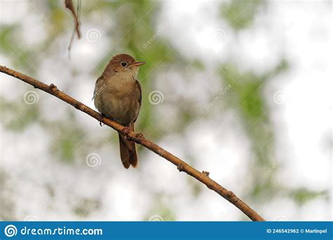 Common Nightingale Luscinia Megarhynchos Also Known As Rufous