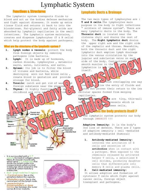 Anatomy And Physiology Study Guide In 2021 Anatomy And Physiology