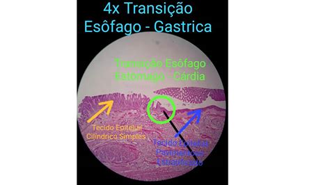Histologia90 Histologia Do Sistema DigestÓrio ÓrgÃos Ocos