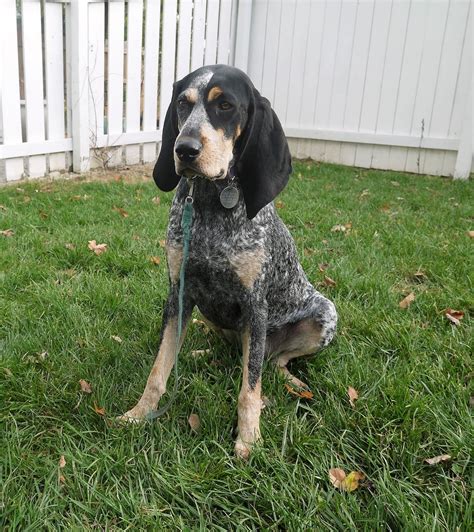Bluetick Coonhound Complete Guide Info Pictures Care More Pet Keen