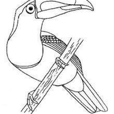 Includes images of baby animals, flowers, rain showers, and more. Keel-billed toucan coloring pages - Hellokids.com