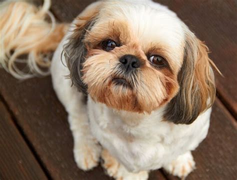 When Do Shih Tzu Puppies Stop Biting