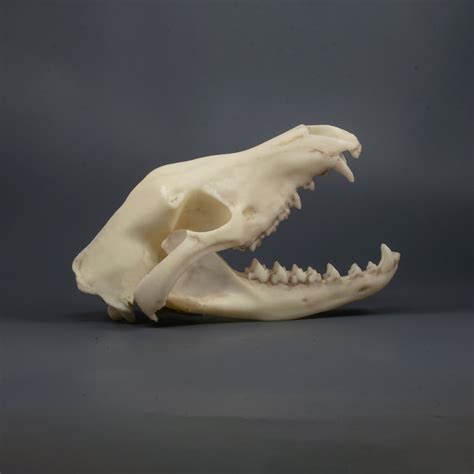 Tasmanian Tiger Skull Etsy