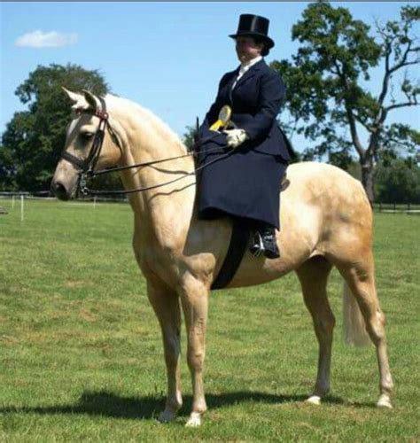 Pin By Shelley On § Side Saddle § Horses Animals Side Saddle