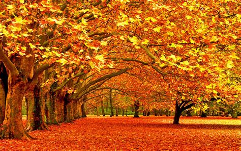 Nice Autumn Wallpaper Natural Autumn Wallpaper 1440x900 2435