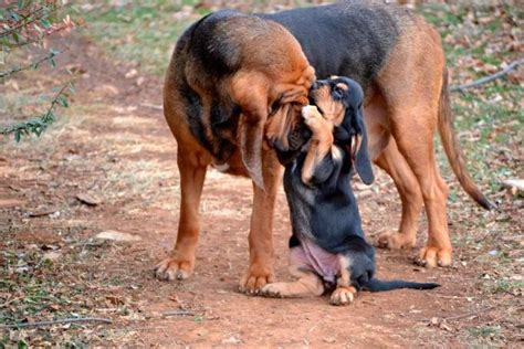 bloodhound  american bloodhound club