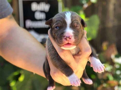 When switching your pitbull puppy to a dog food that is higher in fat and protein, begin by replacing small amounts of his regular food with the new food. XL PITBULL PUPPIES FOR SALE | CHAMPAGNE XXL PITBULL ...