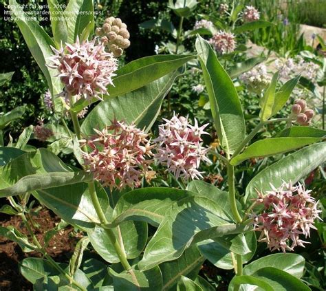 Plantfiles Pictures Crown Flower Giant Calotrope Giant Milkweed