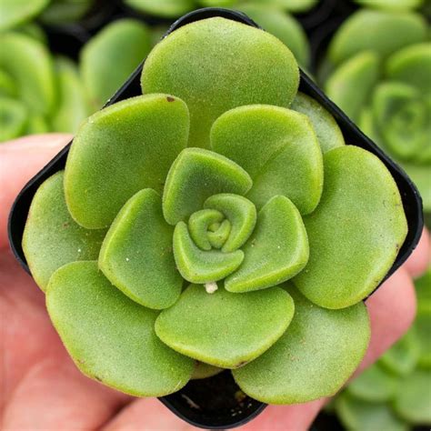 Aeonium Lily Pad Lily Pads Plants Planting Succulents