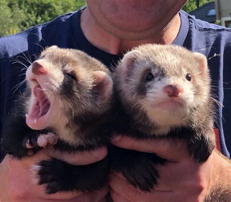 2 hob ferrets 5months old. | in Montrose, Angus | Gumtree